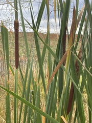 Typha