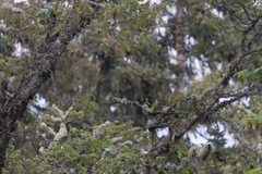 Setophaga coronata auduboni