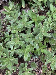 Phedimus kamtschaticus