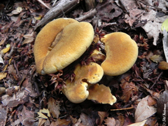Austropaxillus statuum