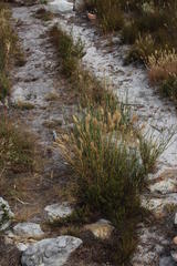 Pentameris curvifolia