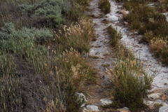 Pentameris curvifolia