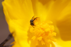 Micralictoides ruficaudus