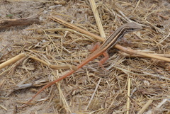 Meroles squamulosus