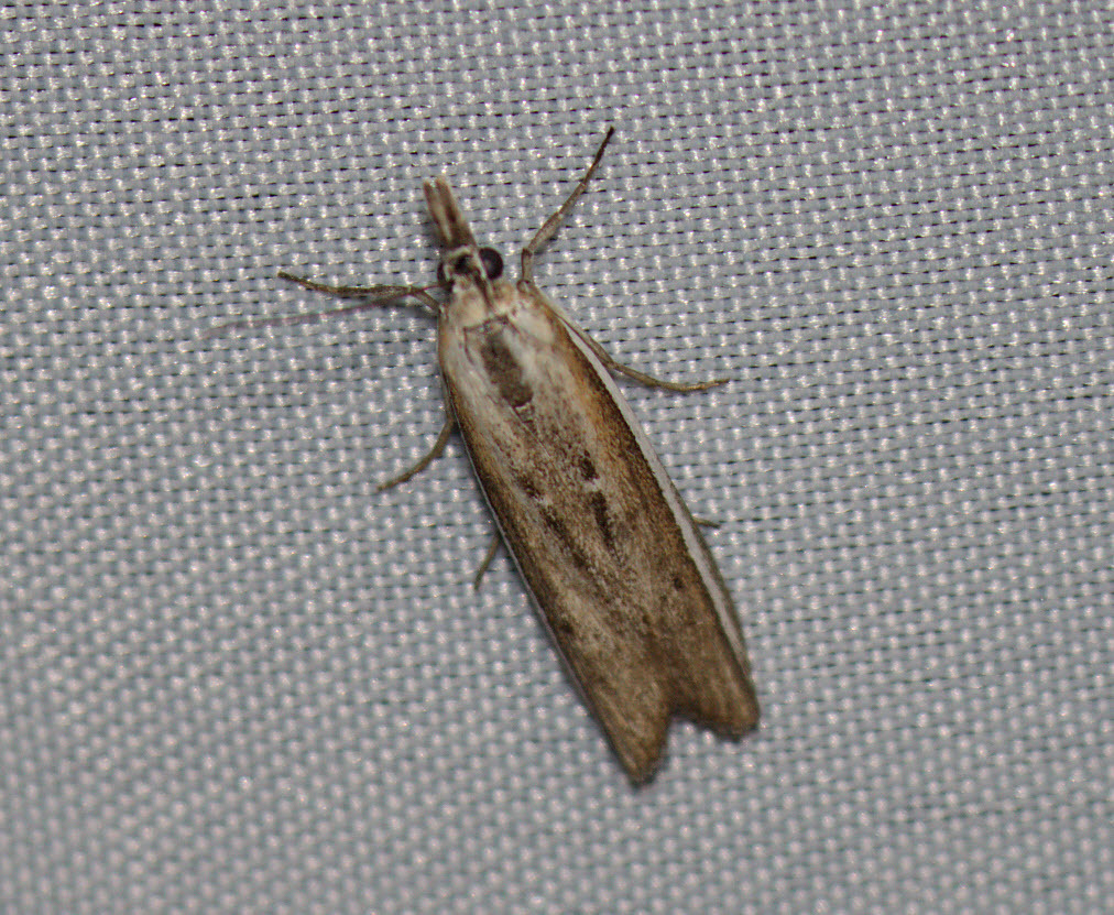 Pima fosterella
