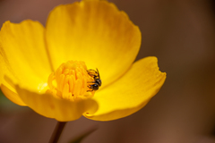 Micralictoides ruficaudus