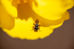 Micralictoides ruficaudus