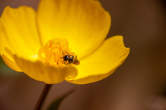 Micralictoides ruficaudus