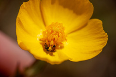 Micralictoides ruficaudus