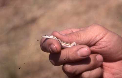 Ichnotropis capensis