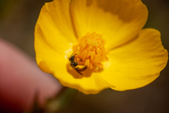 Micralictoides ruficaudus