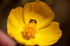 Micralictoides ruficaudus