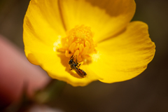 Micralictoides ruficaudus