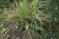 Dracaena aletriformis