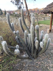 Oreocereus pseudofossulatus