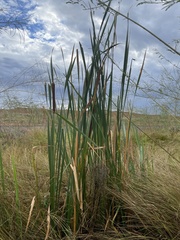 Typha