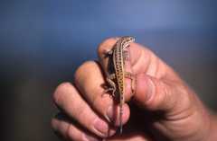 Meroles squamulosus