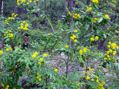 Azara serrata