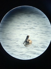 Pelecanus occidentalis