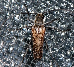 Anthophylax attenuatus