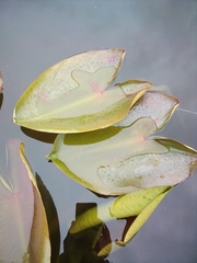 Nuphar polysepala