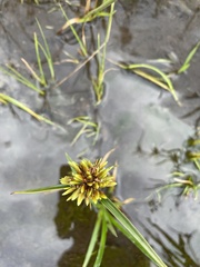 Cyperus eragrostis