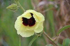 Hibiscus diversifolius diversifolius
