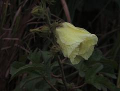 Hibiscus diversifolius diversifolius