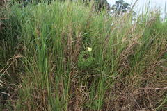 Hibiscus diversifolius diversifolius