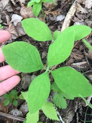 Lonicera hirsuta