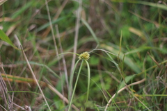 Cyperus erectus