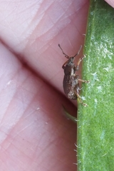 Chalepistes aequalis