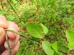 Eriophyes similis