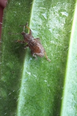 Chalepistes aequalis