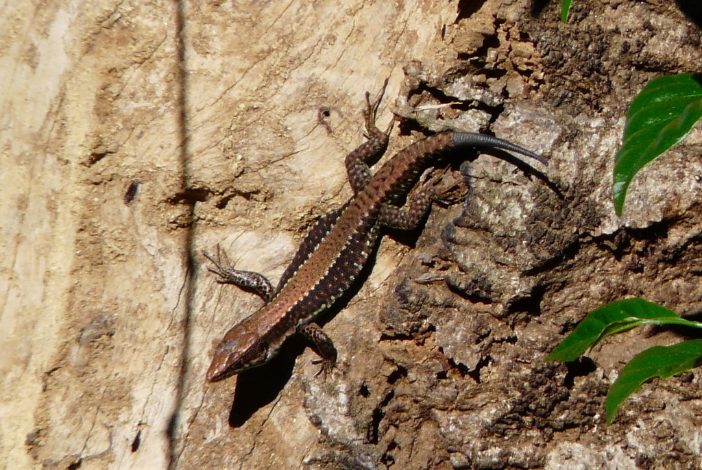 Jackson's Forest Lizard