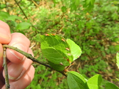 Eriophyes similis