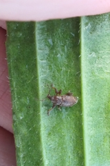 Chalepistes aequalis