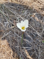 Zephyranthes concolor