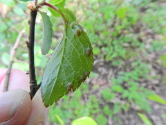 Eriophyes similis