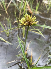 Cyperus eragrostis