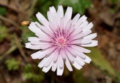 Crepis rubra