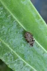 Chalepistes aequalis