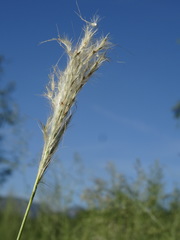 Digitaria californica