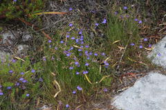 Lobelia setacea
