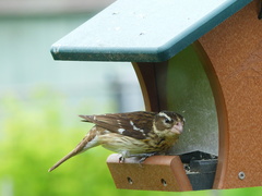 Pheucticus ludovicianus