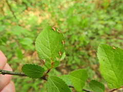 Eriophyes similis