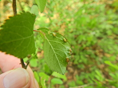 Eriophyes similis