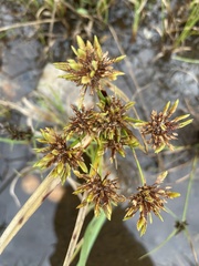 Cyperus