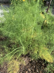 Aloysia citrodora