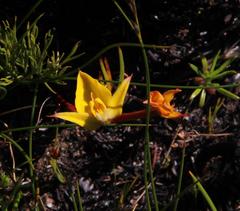 Disa tenuifolia